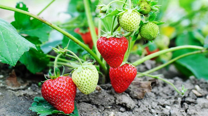 Det er tid til at plante jordbærplanter: Her er de bedste dage til at plante – bærrene bliver enorme