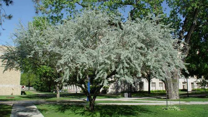 Gartnere har udpeget 6 træer, du aldrig bør plante i din have