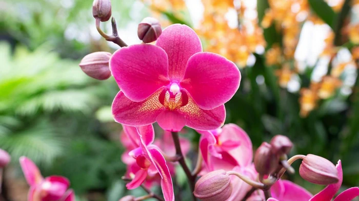 Orkidéen visner for øjnene af dig: Sådan får du liv i planten igen