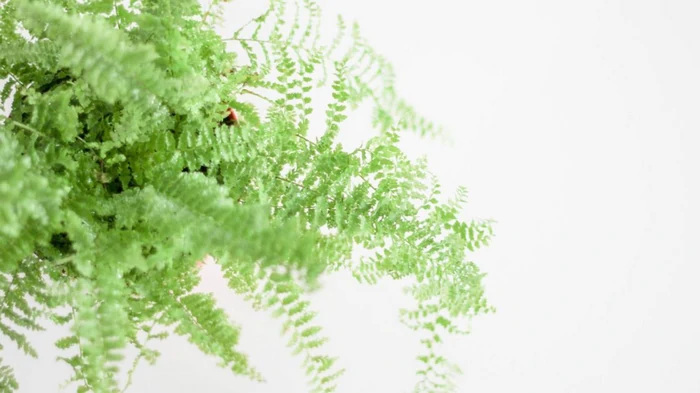 Sådan slipper du af med skimmelsvamp i huset: 5 planter, der absorberer overskydende fugt